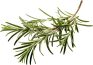 food-image-rosemary-opt.png